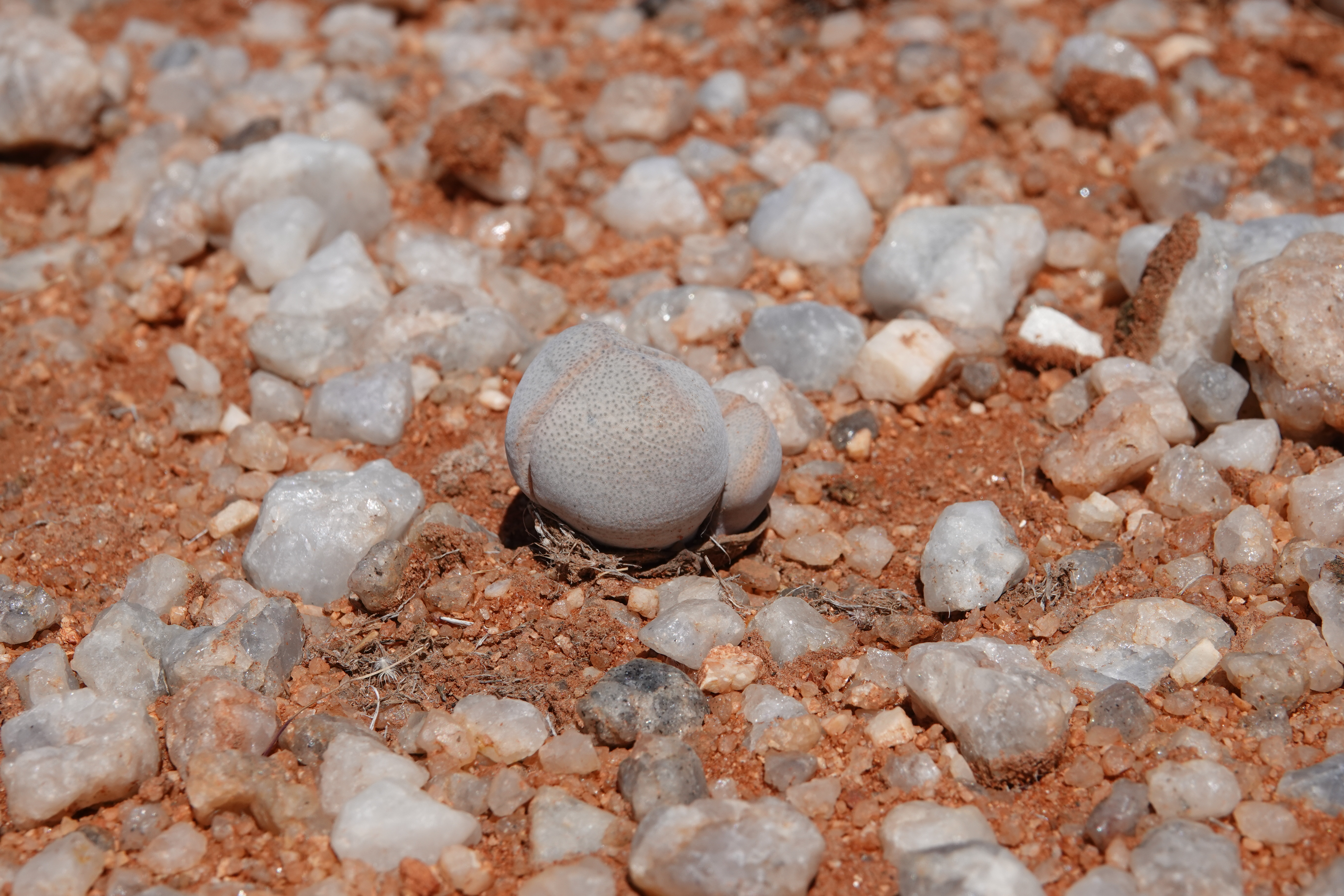 Dinteranthus puberulus