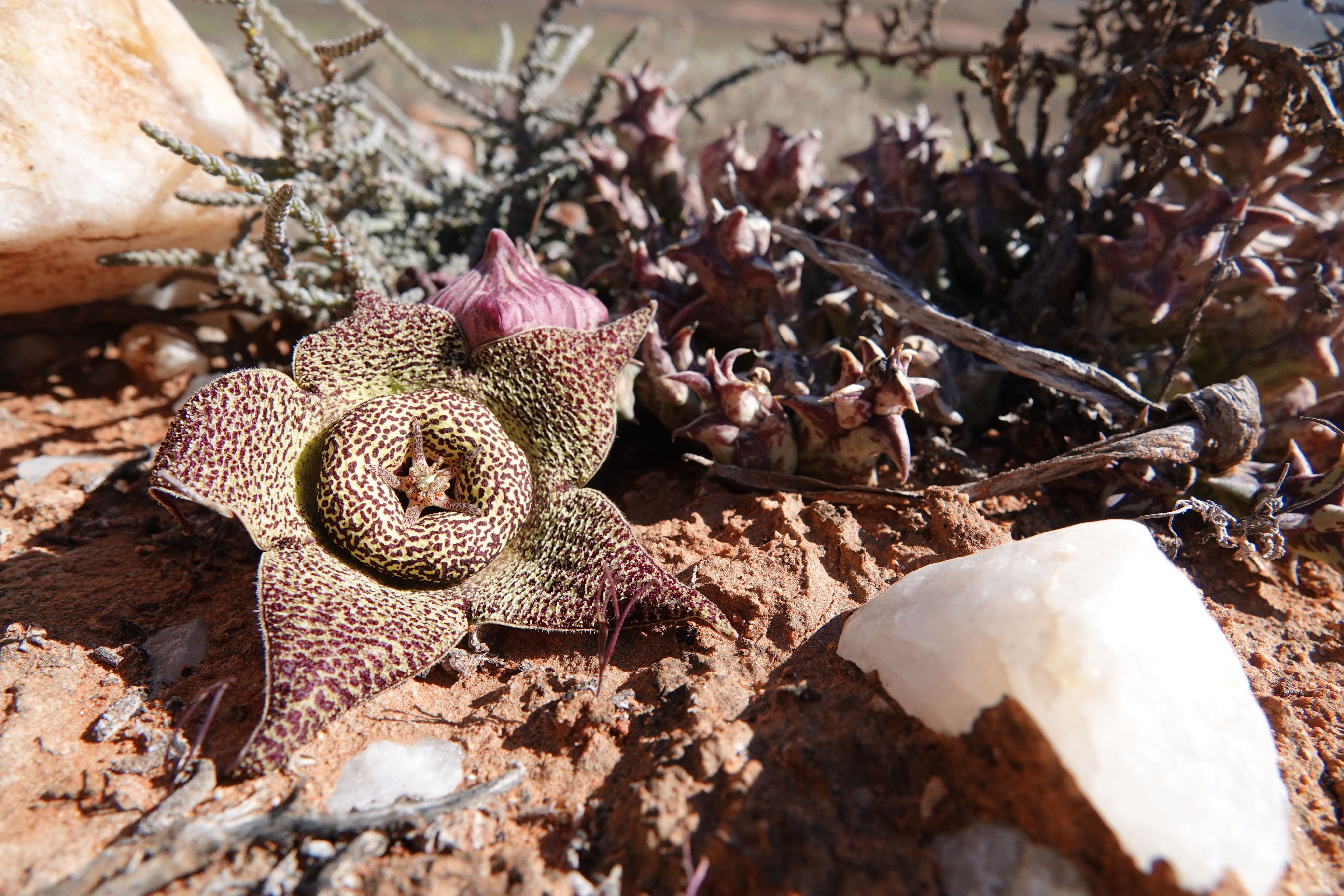 Orbea_namaquensis_AMB