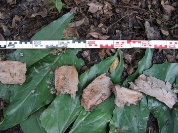 sediments from the Nyong-River